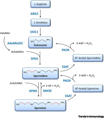 Figure 2. Mammalian Metabolism of Polyamines (Proietti E. et al., 2020).